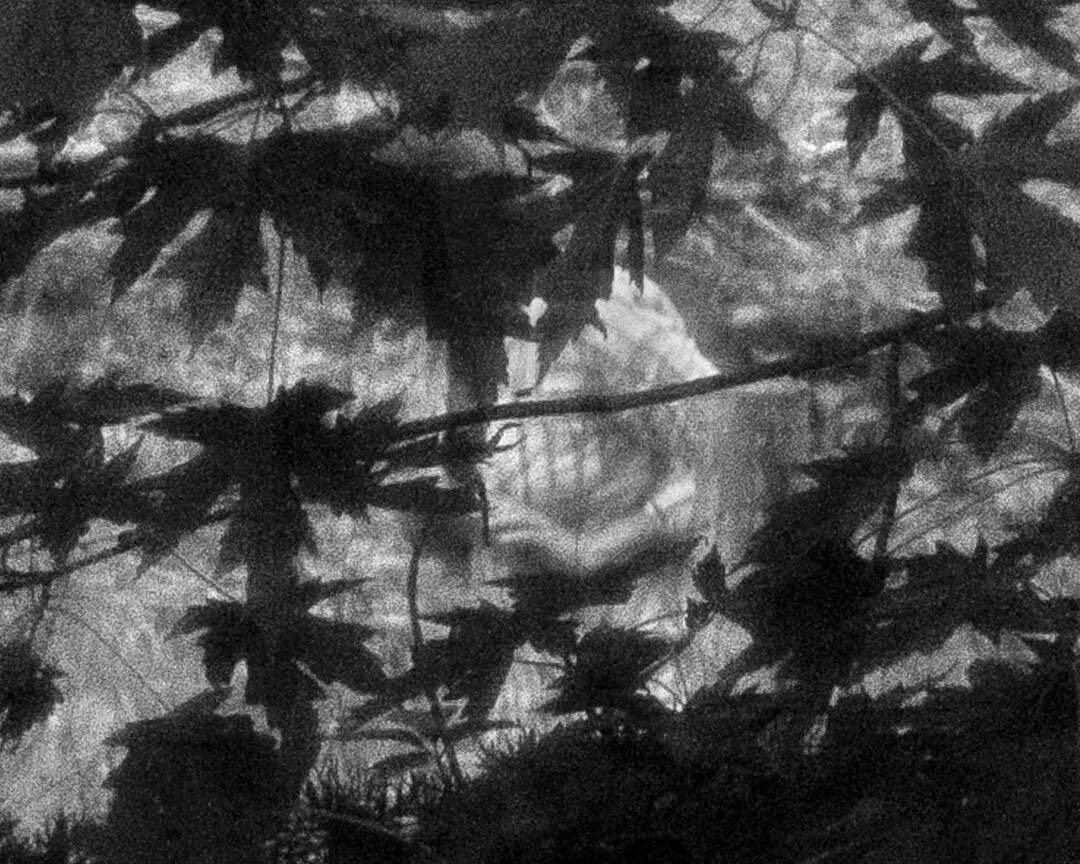 Leaf.Shadow