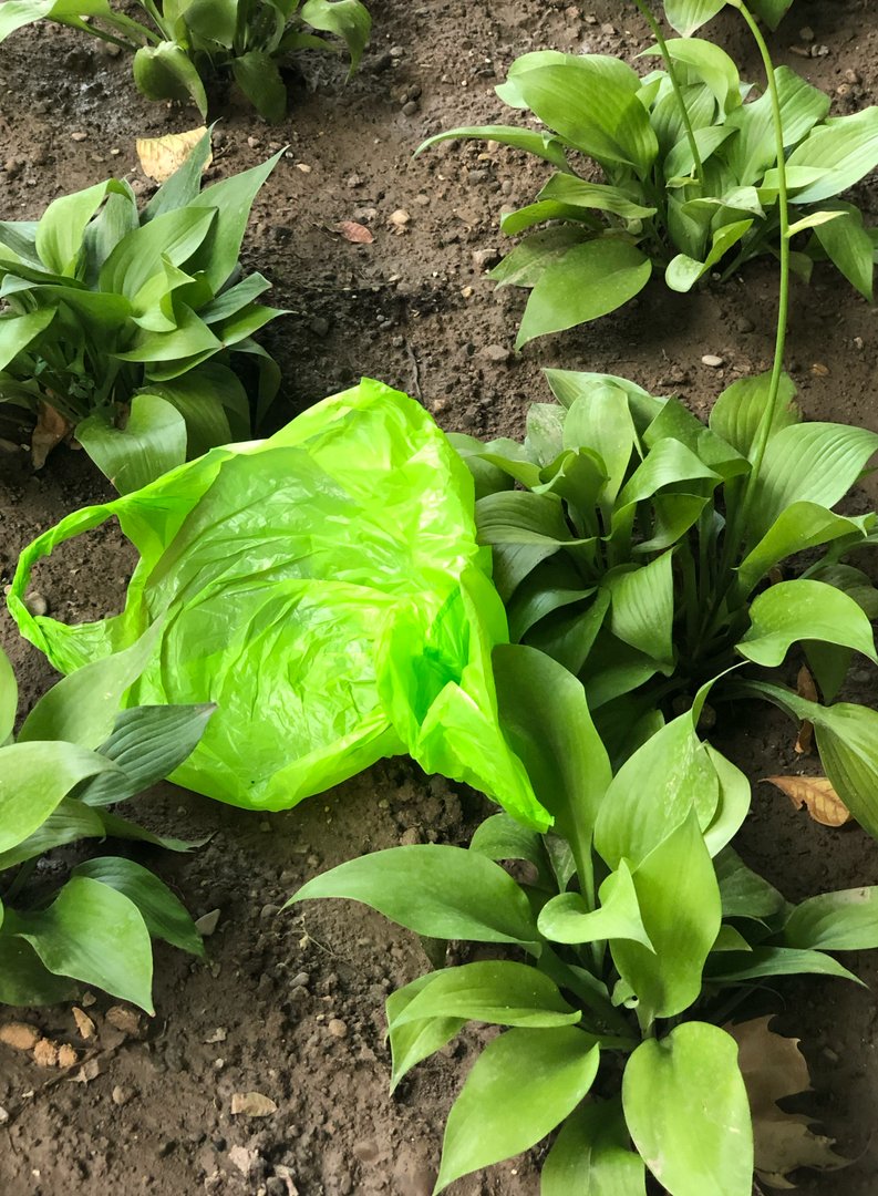 Vegetable
